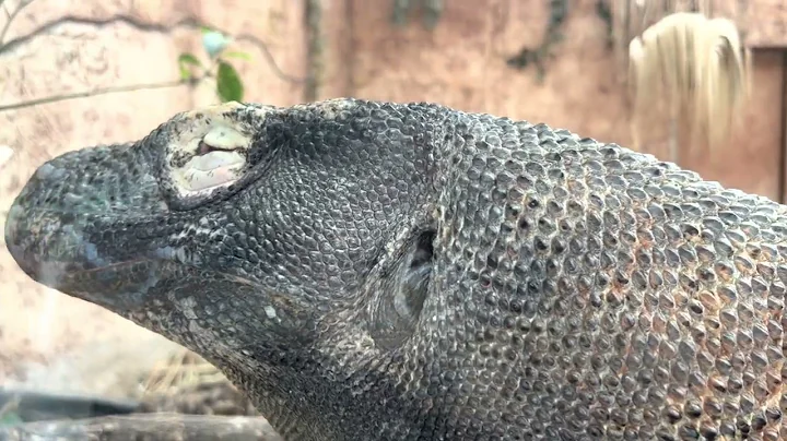 Ellen Trout Zoo   Lufkin