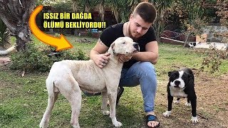 Aç Susuz Bırakılp Ölüme Terkedilen Yeni Köpeğim - DOGO ARGENTİNO