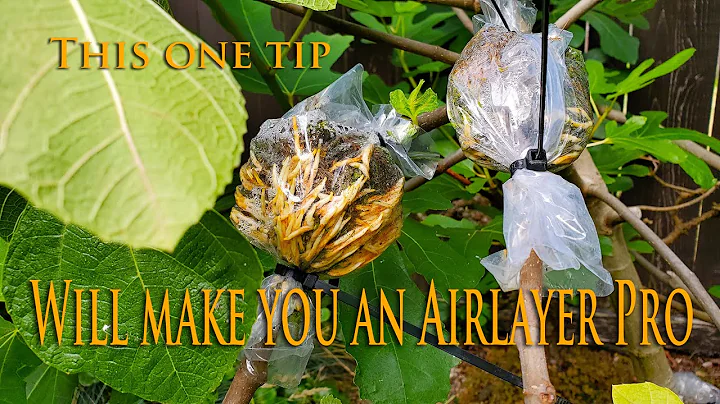 How to air-layer any plant with a high rate of success - DayDayNews