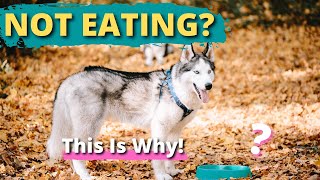 Your Husky Won't Eat? The 6 REAL Reasons Why