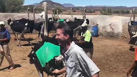 Ostrich Ride