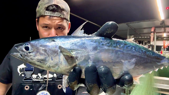 秋漁開始！小豆島の海でまさかの【カツオ】が獲れる！？