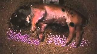 Decomposition of a Baby Pig Sectioned for 008