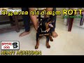 😈Aggressive Rottweiler Puppy : Touch & Resource Aggression : Biting  and Growling : ആളല്പം പിശകാണ്