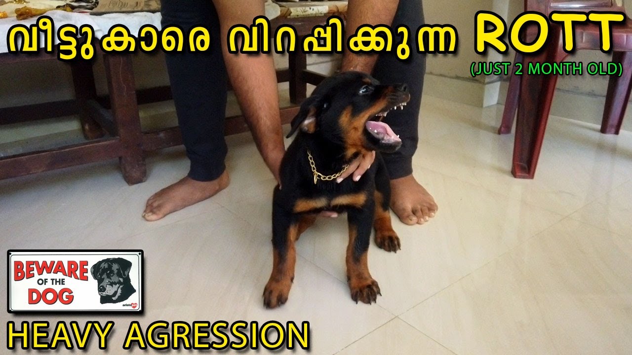 Aggressive Rottweiler Puppy Touch Resource Aggression Biting And aggressive-rottweiler-puppy-touch-resource-aggression-biting-and