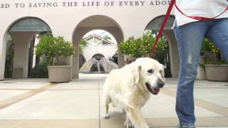 New Homes for Senior Dogs (Petco)