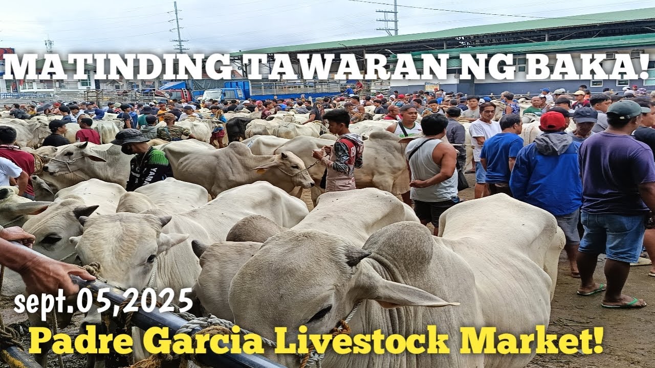 Pinakamatinding Tawaran ng mga Bakang Patabain!Padre Garcia Batangas