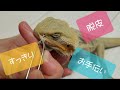 フトアゴの脱皮!