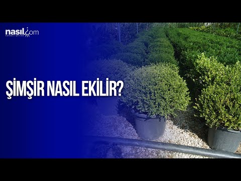 Video: Moskova Bölgesinde şimşir Dikimi Ve Bakımı: Yetiştirme, üreme Ve Kışlama, Peyzaj Tasarımında örnekler