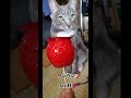 りんご飴をにゃんずに見せてみた　#funnycat 　#ねこ 　