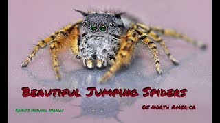 Beautiful Jumping Spiders of North America (East of the Rocky Mountains)