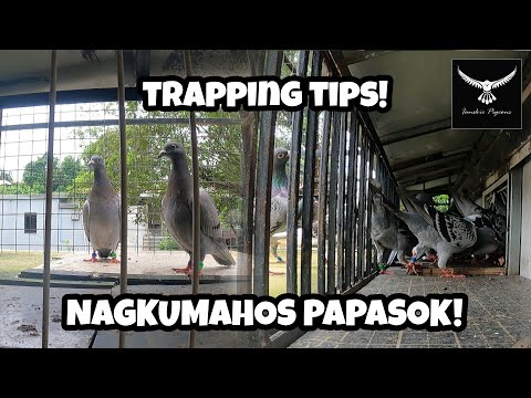 Video: Paano mapupuksa ang mga kalapati sa balkonahe: mga tip
