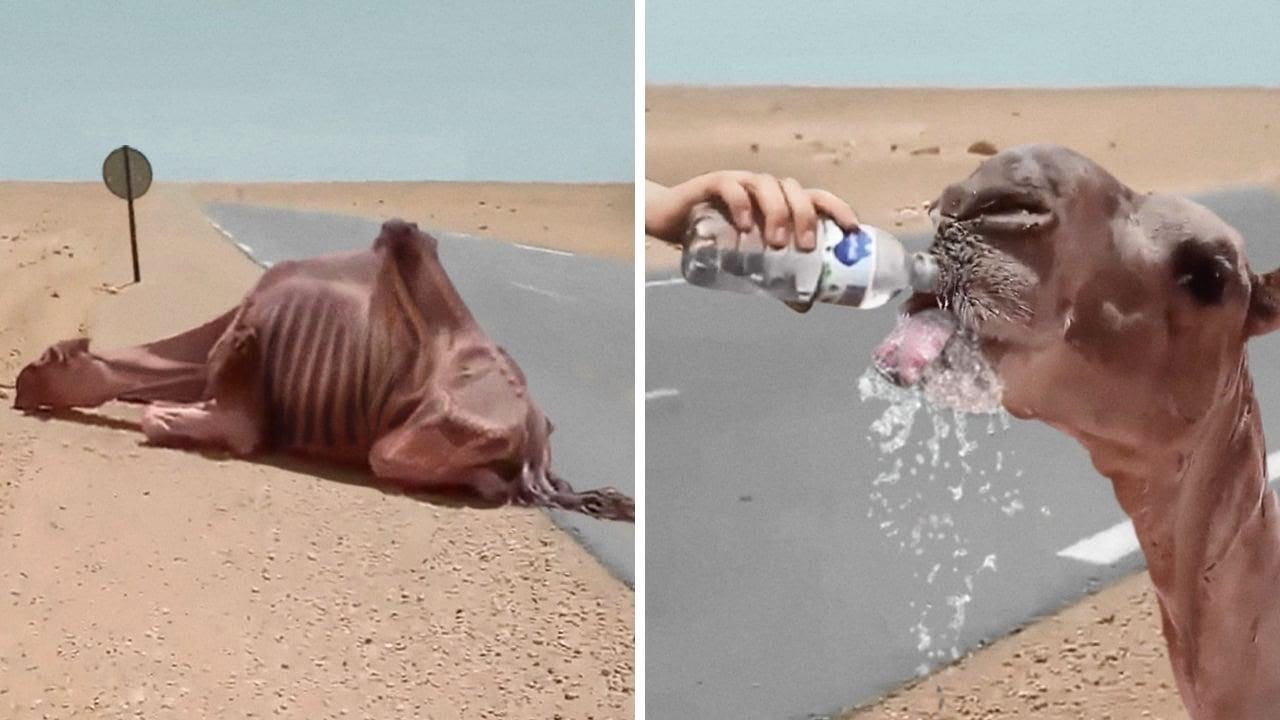 35 Animals That Asked People for Help & Kindness !
