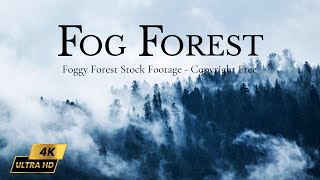 Fog Forest in 4K | Beautiful Foggy Morning in Forest | Foggy Forest Stock Footage Copyright Free