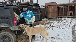 Как два кангала на прогулку собирались... Смешные видео про наших животных. Собаки.  Приколы.