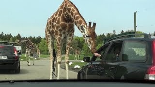 SERENGETI PARK HODENHAGEN - SAFARI IN EUROPA