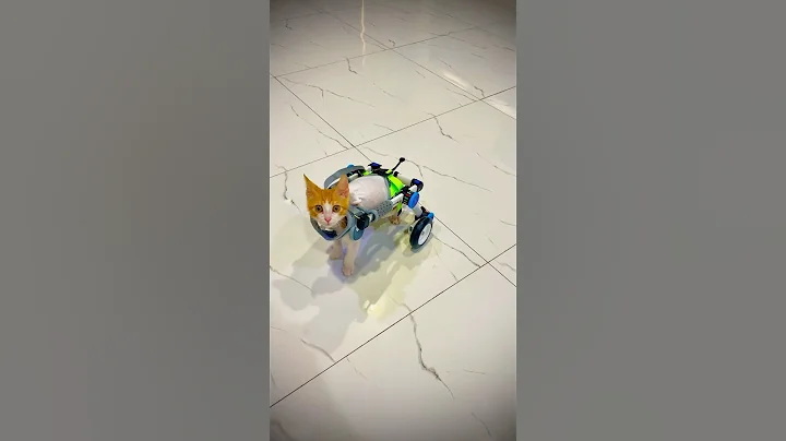 Video 10731961: abyssinian kitten cat, cute beautiful cats pets, cat cute baby pets, 4k cute cat