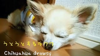 チワワ【Chihuahua】shorts