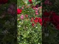 Трояндовий рай... #натхнення #гармонія #rose #тепло #любов