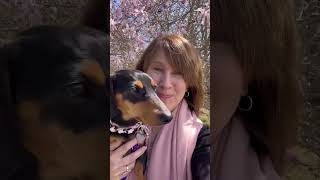 A day in reverse with Grace by Princess Grace, the Royal Dachshund 807 views 3 weeks ago 1 minute, 30 seconds