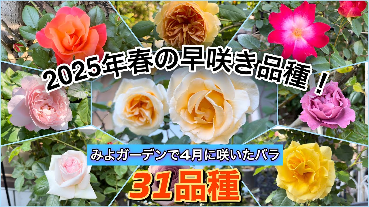2025年春バラ④/早咲き品種】4月に咲いたバラ31品種をご紹介！🌹 - YouTube