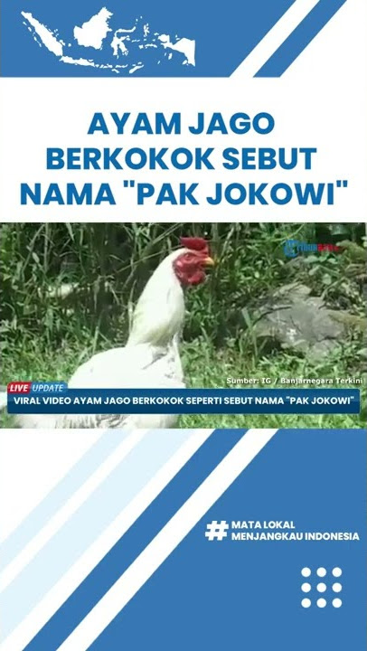 Cerita Ranu Pemilik Ayam Berkokok Sebut Nama 'Pak Jokowi': Dulu Mau Disembelih, Tapi Gak Boleh