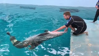 Winter The Dolphins Rescue Anniversary - Wearing New Prosthetic Tail