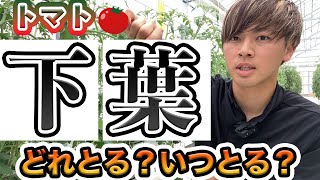 【トマト】下葉をとるタイミング.取り方.残す枚数について。成長させよう