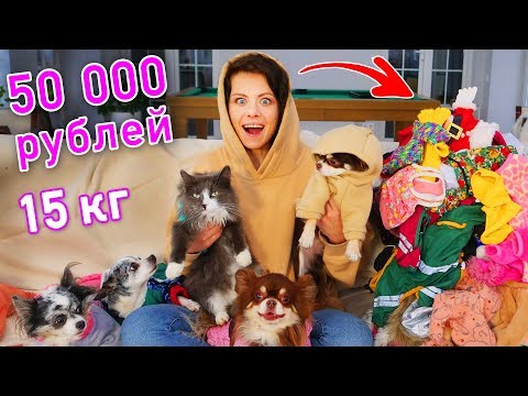 Видео: Вся одежда моих собак и кошки! Показ мод и обзор гардероба моих питомцев