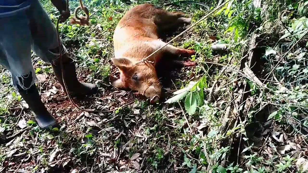 How to butcher a pig Jamaican style 🐖🐷🔪 YouTube