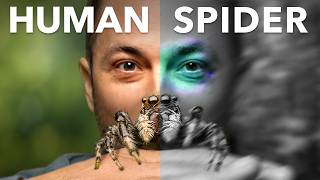 What Jumping Spiders Teach Us About Color screenshot 5
