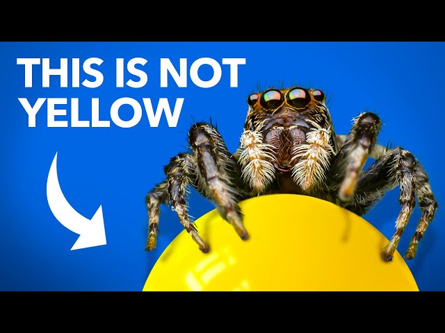 What Jumping Spiders Teach Us About Color class=