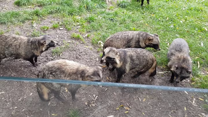 Noisy Raccoon Dogs