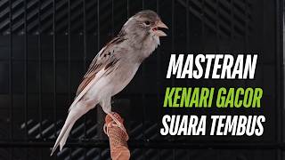 Burung Kenari Kenari Gacor Dor Pancingan Paling Ampuh Buat Kenari Macet Langsung Bunyi!!