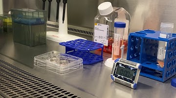 How to culture pluripotent stem cells in suspension: Maintenance and Feeding of PSC cultures