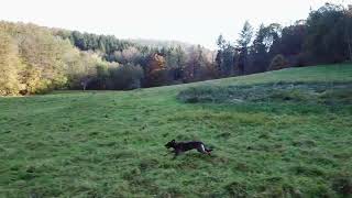 Dummy Training In Der Hundeschule Dog Connection Verena Eckert