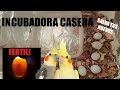 INCUBADORA🐣casera para HUEVOS de NINFAS(canarios, periquitos...).        |Animalejos