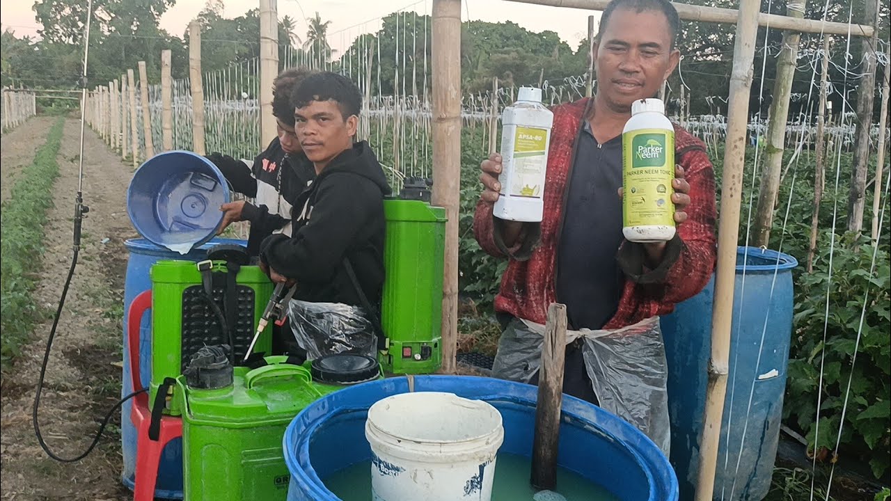 Organic insecticide ang aking Pina pa spray sa talong ampalaya at kamates 🍅