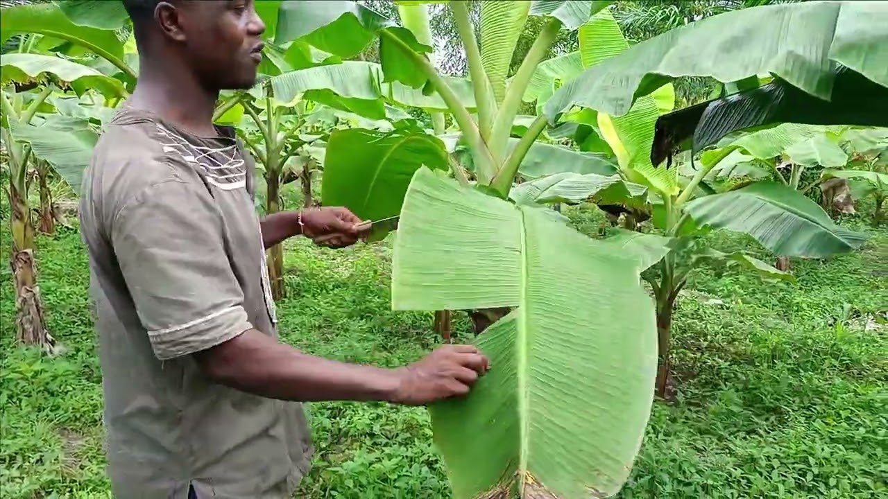 Booster le rendement de votre bananeraie