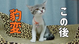 子猫たちを監視カメラで観てたら威嚇してきたww