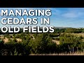 Dr craig harper discusses controlling easter red cedars on your property  habitat management