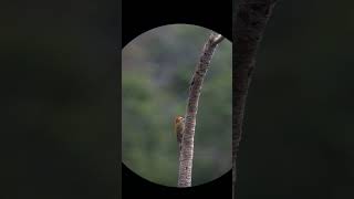 Little Woodpecker (Dryobates passerinus). June 2023 #birdsofperu #birdwatching #birding