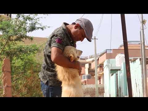 DOG DOG 93 #puppy #cute #pets #doglife #funny