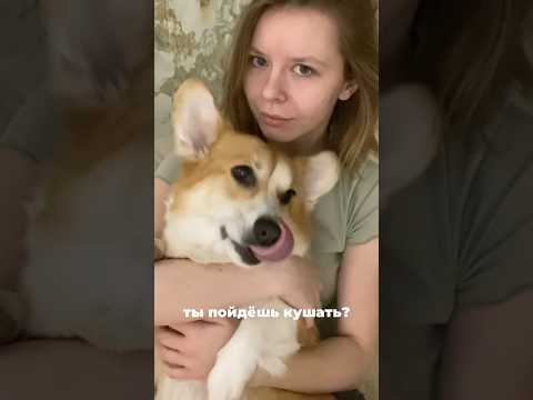 Собака отказывается от корма 🙃 У кого был такой опыт? Что с этим делали? #влог #влоги #лайф #корги