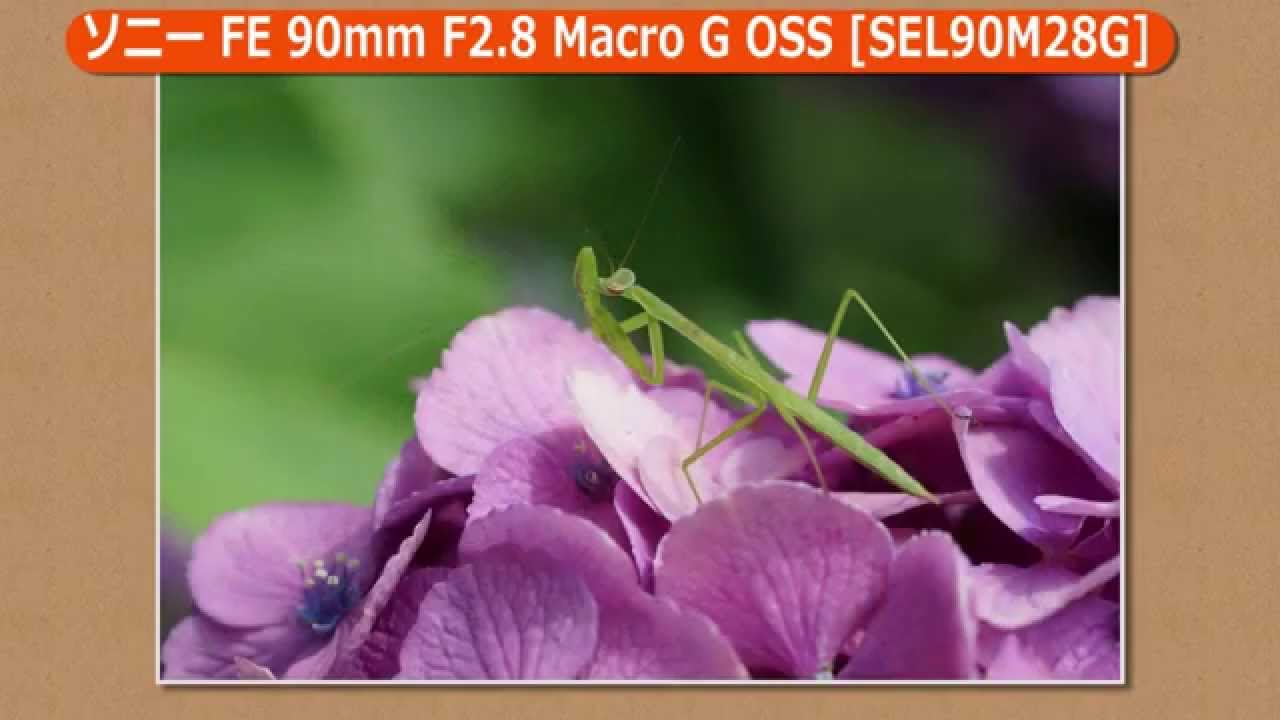 ソニー FE 90mm F2.8 Macro G OSS [SEL90M28G] | 交換レンズ