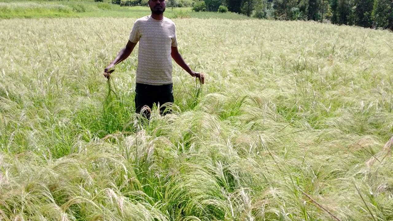 ጉባላፍቶ ወረዳ   2018 የሰብል ቁመና