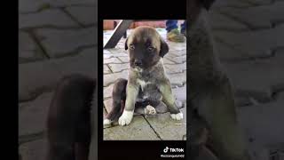 Cevdet Bağça - Bilesin