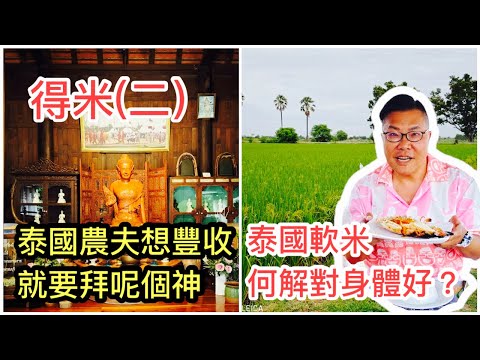 2023/9/18 🌅🌾【深入泰國稻田實拍】低升糖指數品種RD43泰國米，糖尿病人最啱食！泰國農民拜的豐收女神是誰？~✹香港移居泰國 旅遊達人Roger Wu胡慧冲