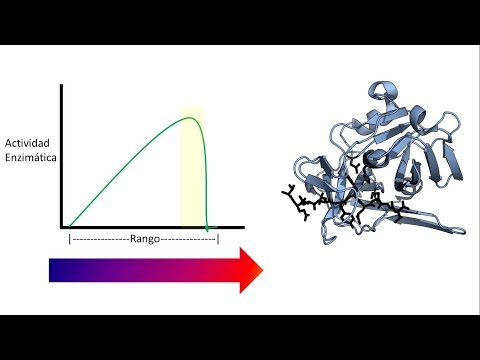 Video: ¿Qué puede afectar la forma de una molécula de enzima?