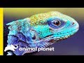 The Spiny Tailed Iguana Is A Powerful Little Creature! | Little Giants